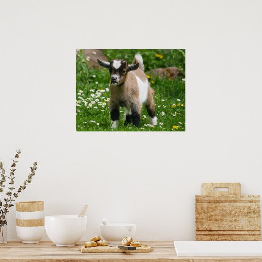 Pygmy Dwarf Goat Kind in Flowers Poster (Keuken)