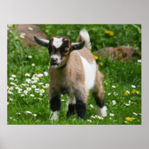 Pygmy Dwarf Goat Kind in Flowers Poster