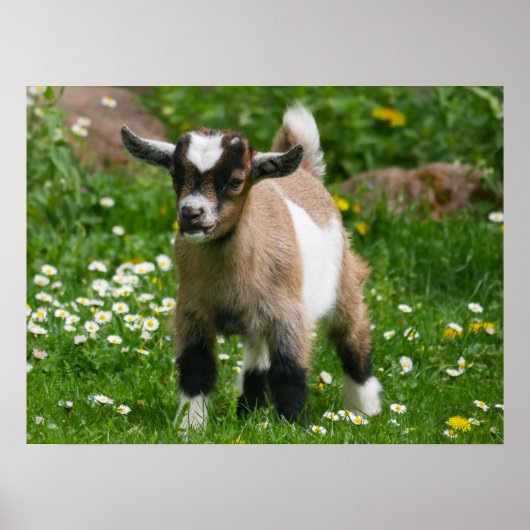 Pygmy Dwarf Goat Kind in Flowers Poster (Voorkant)