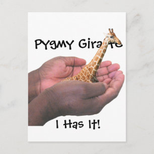 Pygmy Giraffe Briefkaart