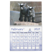 Pygmy Goat Babies Kalender (Feb 2027)
