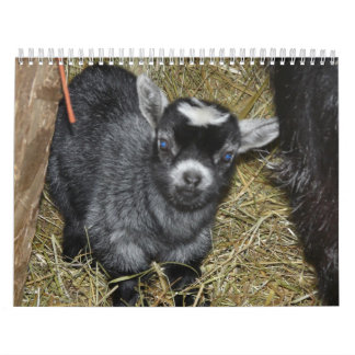 Pygmy Goat Babies Kalender