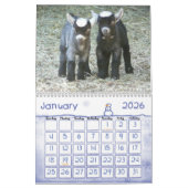 Pygmy Goat Babies Kalender (Jan 2026)