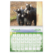 Pygmy Goat Babies Kalender (Mar 2026)
