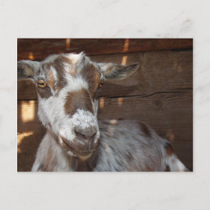 Pygmy Goat Briefkaart