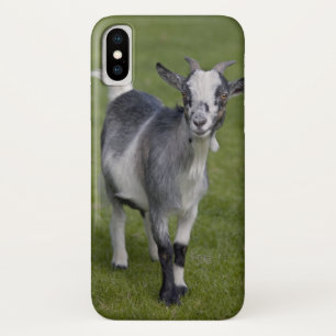Pygmy Goat iPhone X Hoesje