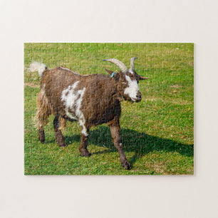 Pygmy Goat Jigzaadpuzzle Legpuzzel
