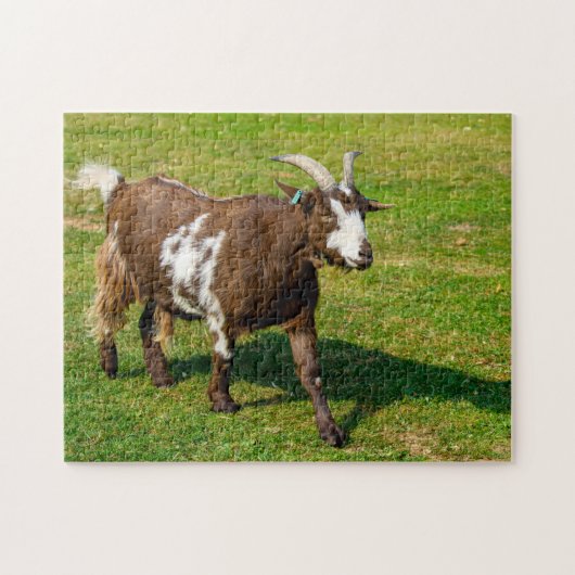 Pygmy Goat Jigzaadpuzzle Legpuzzel (Horizontaal)