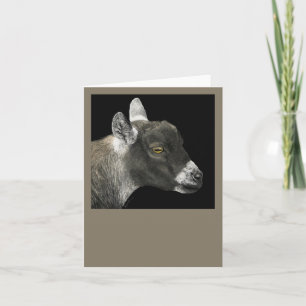 Pygmy Goat Kaart - "Show geit"