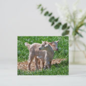 Pygmy Goat Kinder Briefkaart (Staand voorkant)