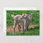 Pygmy Goat Kinder Briefkaart (Voorkant / Achterkant)
