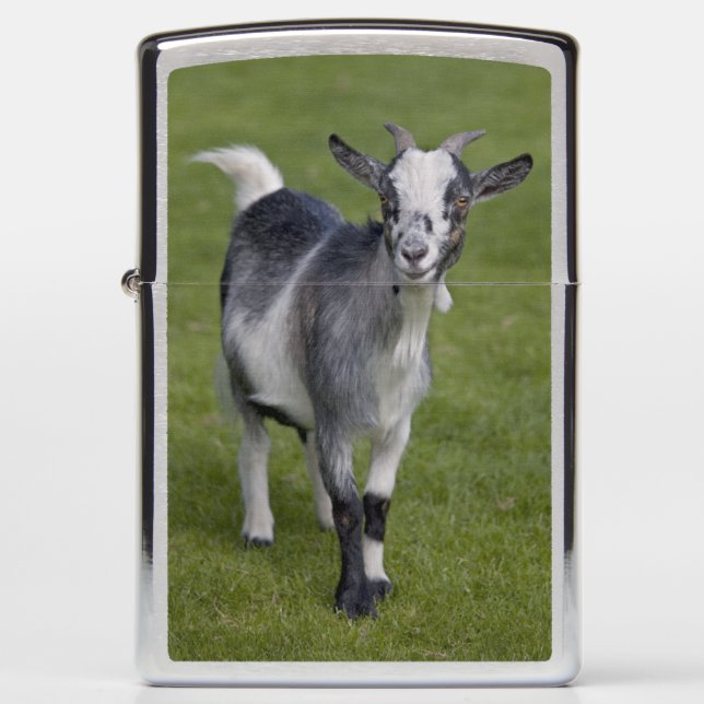 Pygmy Goat Lighter (Voorkant)