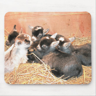 Pygmy Goat Muismat