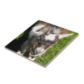 PYGMY GOAT TEGELTJE (Zijkant)