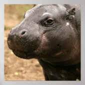 Pygmy Hippo Poster (Voorkant)