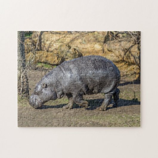 Pygmy hippo puzzle legpuzzel (Horizontaal)