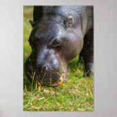 Pygmy Hippopotamus Poster (Voorkant)