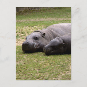 Pygmy hippos briefkaart