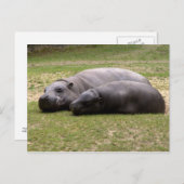 Pygmy hippos briefkaart (Voorkant / Achterkant)