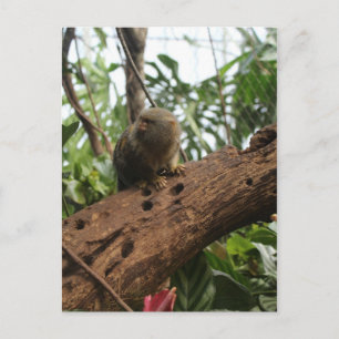 Pygmy Marmoset # 2 Briefkaart