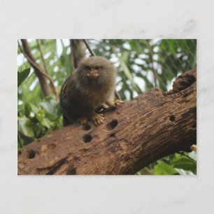 Pygmy Marmoset # 3 Briefkaart