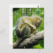 Pygmy Marmoset Briefkaart (Voorkant / Achterkant)