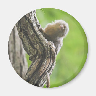 Pygmy Marmoset Magneet