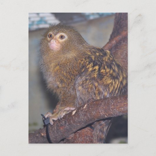 Pygmy Marmoset Portrait Briefkaart (Voorkant)