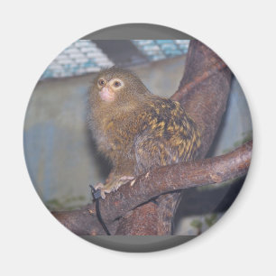 Pygmy Marmoset Portrait Magneet