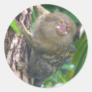 Pygmy Marmoset Ronde Sticker