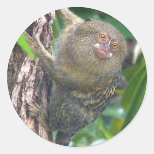 Pygmy Marmoset Ronde Sticker (Voorkant)
