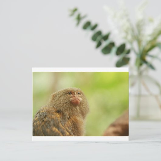 Pygmy Marmosets Briefkaart (Staand voorkant)