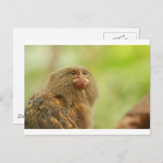 Pygmy Marmosets Briefkaart (Voorkant / Achterkant)