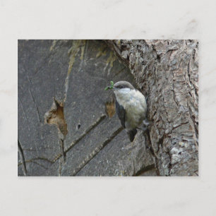 Pygmy nuthatch briefkaart