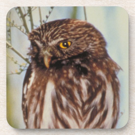 Pygmy Owl Drankjes Onderzetter (Voorkant)