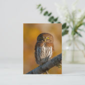 Pygmy Owl tegen valkleuren Briefkaart (Staand voorkant)