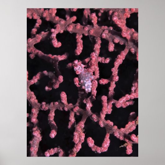 Pygmy Seahorse Poster (Voorkant)