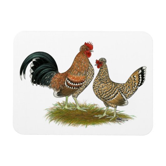Pyncheon Bantams Magneet (Horizontaal)