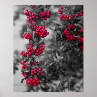 Pyracantha-bes-art-poster Poster