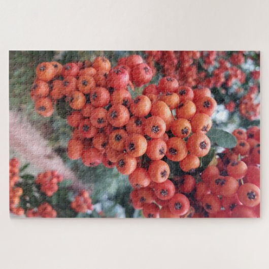Pyracantha coccinea - Puzzle Fire Horns (Horizontal)