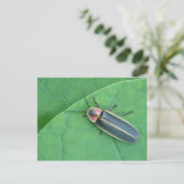 Pyralis Firefly Briefkaart. Briefkaart (Staand voorkant)