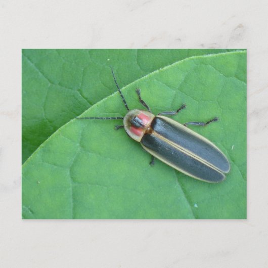 Pyralis Firefly Briefkaart. Briefkaart (Voorkant)