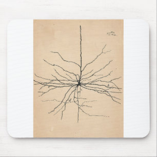 Pyramida Neuron Drawing Santiago Ramon y Cajal Muismat