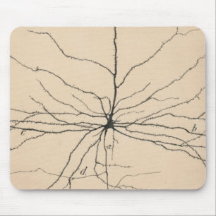 Pyramida Neuron Tekening door Santiago Ramón y Caj Muismat
