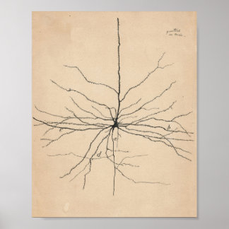 Pyramida Neuron Tekening door Santiago Ramón y Caj Poster