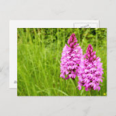 Pyramidaal Orchid Briefkaart (Voorkant / Achterkant)