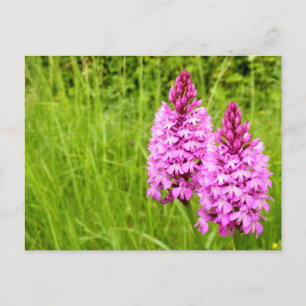 Pyramidaal Orchid Briefkaart