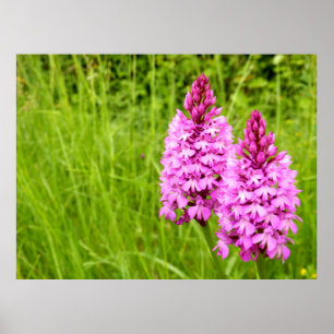 Pyramidaal Orchid Poster