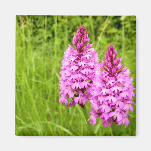 Pyramidal Orchid Magnet Magneet (Voorkant)