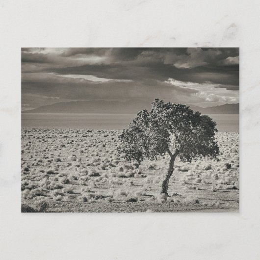 Pyramide Lake, Nevada Briefkaart (Voorkant)